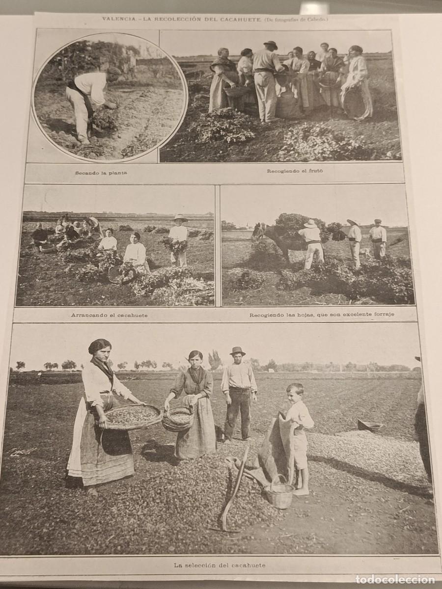 Coleccionismo de revistas y peri&oacute;dicos: Valencia 1906: La Recolecci&oacute;n del Cacahuete &mdash; Fotos de J.M. Cabedo . Original