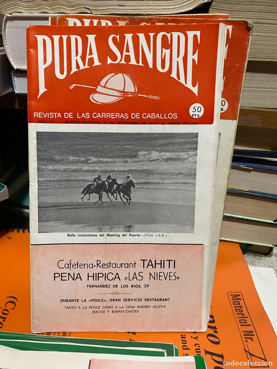 Coleccionismo de revistas y peri&oacute;dicos: PURA SANGRE, REVISTA DE HIPICA, N.202 203