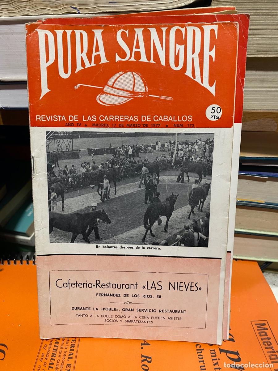 Coleccionismo de revistas y peri&oacute;dicos: PURA SANGRE, REVISTA DE HIPICA, N.172