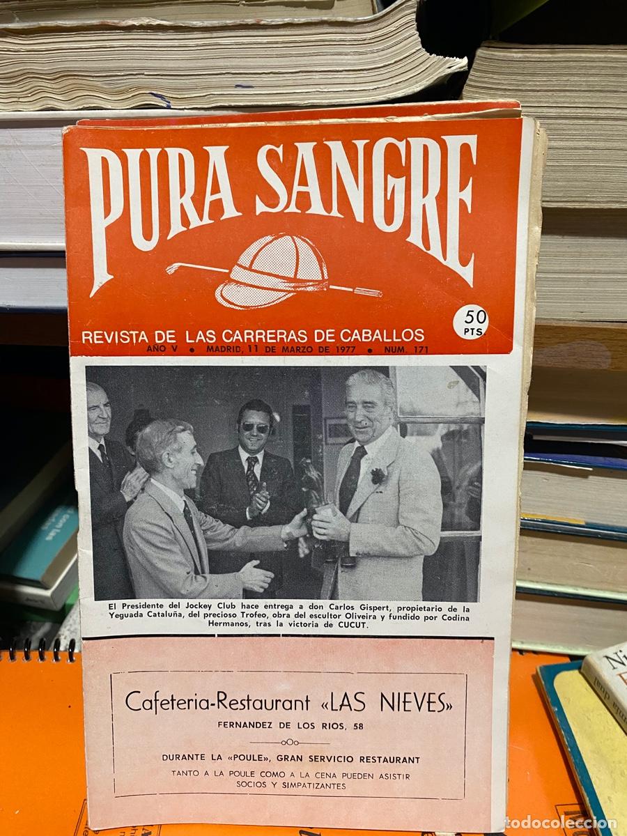 Coleccionismo de revistas y peri&oacute;dicos: PURA SANGRE, REVISTA DE HIPICA, N.171