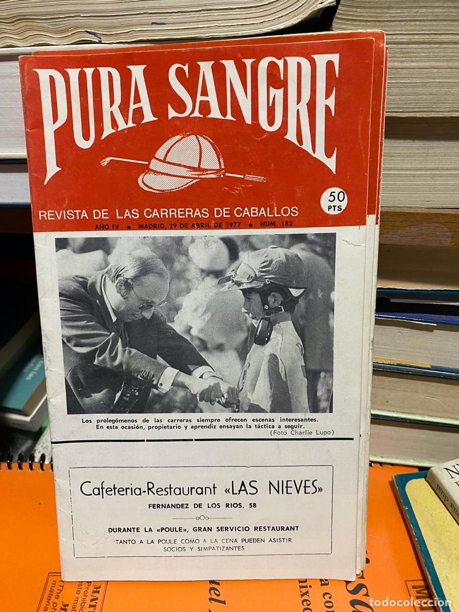 Coleccionismo de revistas y peri&oacute;dicos: PURA SANGRE, REVISTA DE HIPICA, N. 182