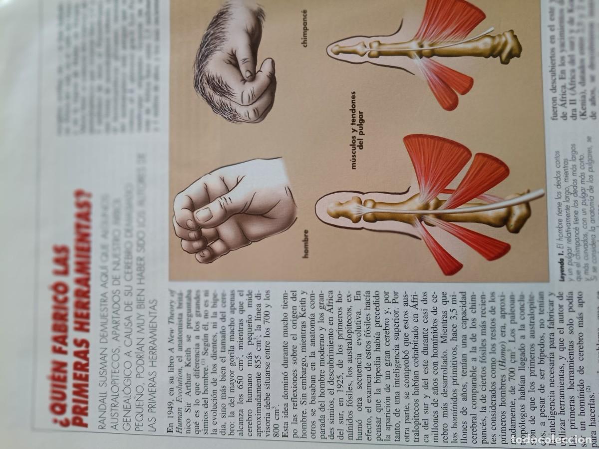 Coleccionismo de revistas y peri&oacute;dicos: ARQUEOLOG&Iacute;A: AUSTRALOPITECOS FABRICANTES DE LAS PRIMERAS HERRAMIENTAS? ARTICULO DE MUNDO CIENTIFICO