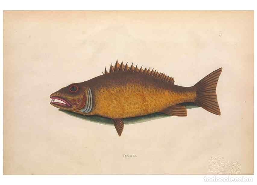 Coleccionismo de revistas y peri&oacute;dicos: Reproducci&oacute;n/Reproduction 49456703568: The natural history of Carolina, Florida, and the Bahama Isla