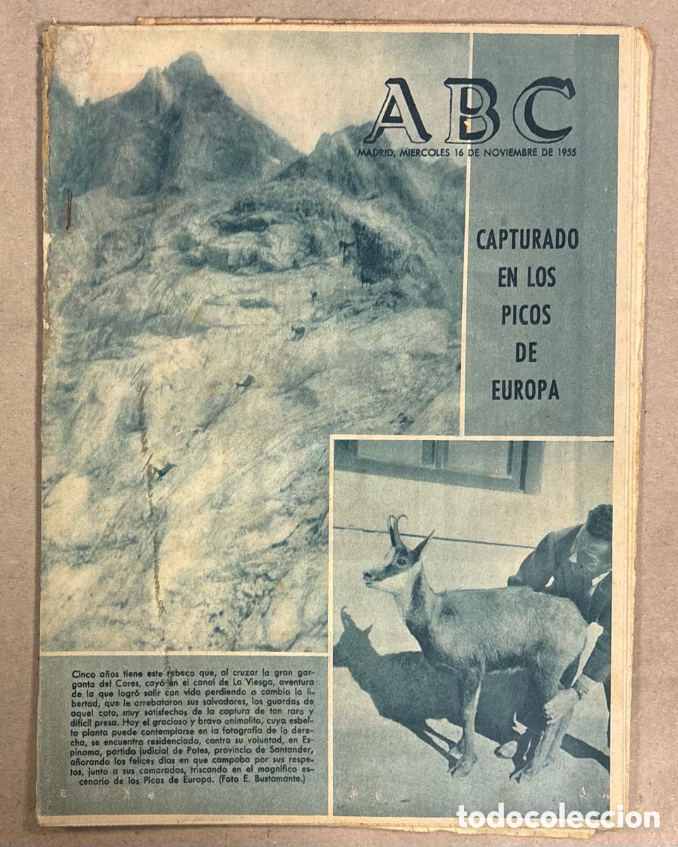Coleccionismo de revistas y peri&oacute;dicos: ABC (16 DE NOVIEMBRE DE 1955). REBECO CAPTURADO EN LOS PICOS DE EUROPA,&hellip;