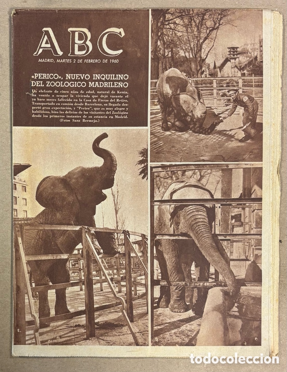 Coleccionismo de revistas y peri&oacute;dicos: ABC (2 DE FEBRERO DE 1960). EL ELEFANTE PERICO NUEVO INQUILINO DEL ZOOL&Oacute;GICO MADRILE&Ntilde;O,&hellip;