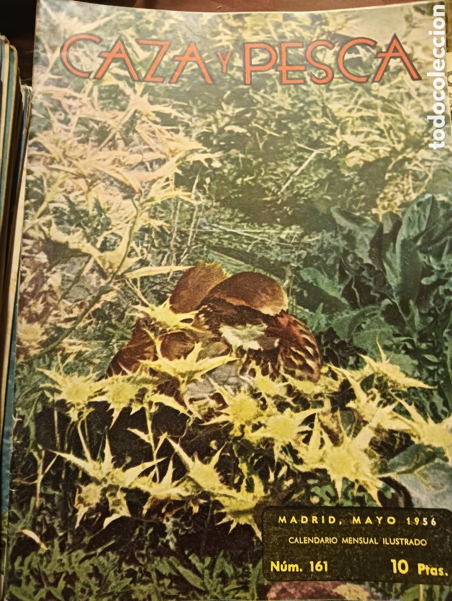 Coleccionismo de revistas y peri&oacute;dicos: Revista caza y pesca n&uacute;mero 161 mayo de 1956