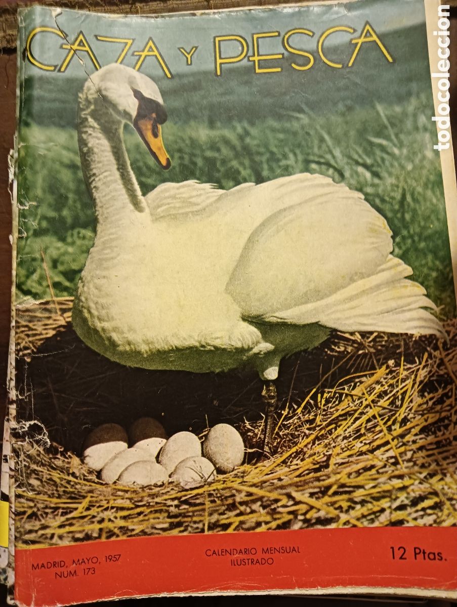 Coleccionismo de revistas y peri&oacute;dicos: Revista caza y pesca mayo de 1957 n&uacute;mero 173