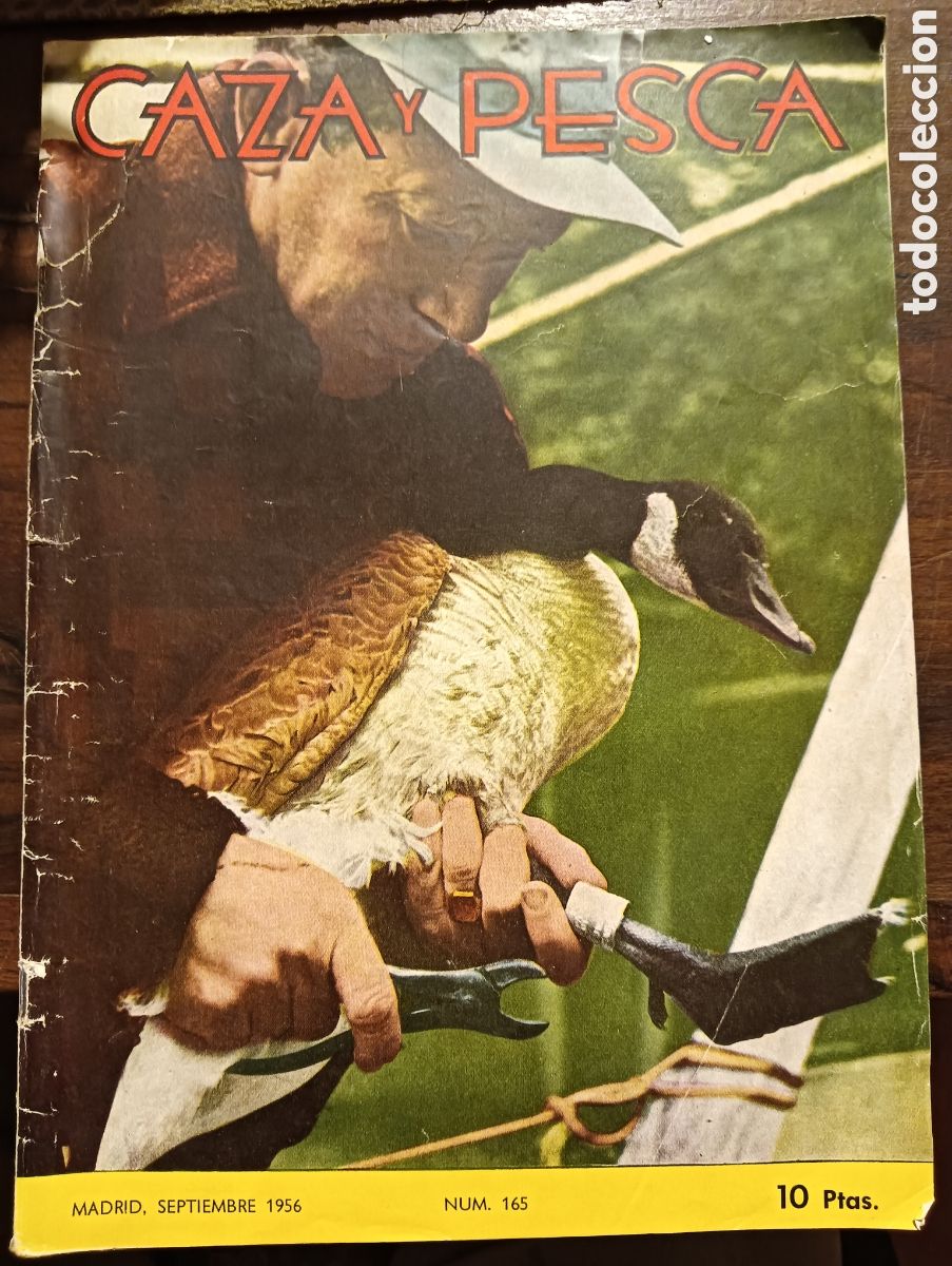 Coleccionismo de revistas y peri&oacute;dicos: Revista caza y pesca septiembre de 1956 n&uacute;mero 165