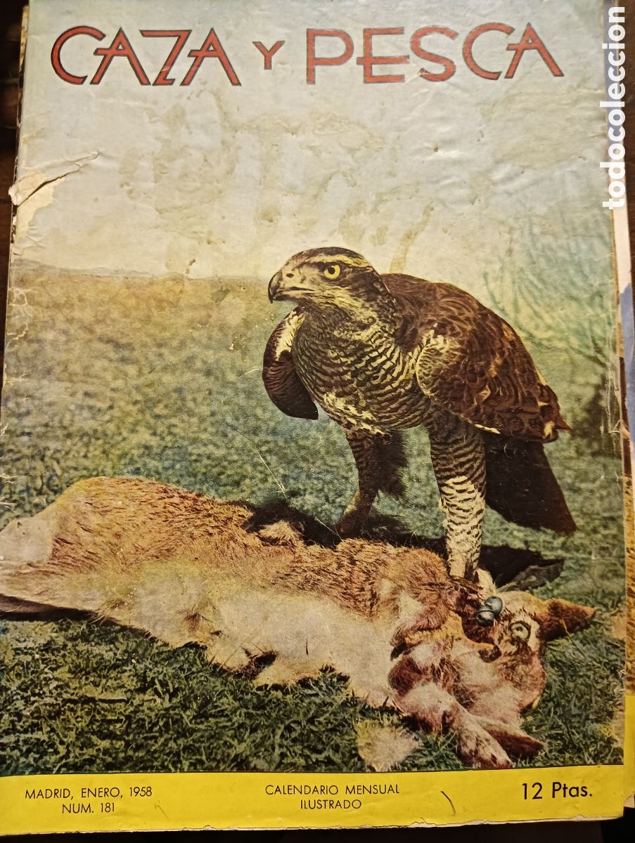 Coleccionismo de revistas y peri&oacute;dicos: Revista caza y pesca enero de 1958 n&uacute;mero 181
