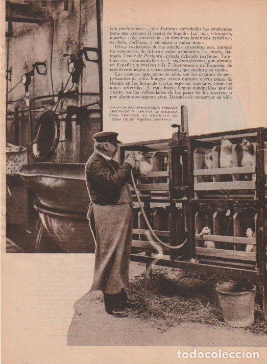 Coleccionismo de revistas y peri&oacute;dicos: * FOIE-GRAS * GORDES (Francia) * Ocas y trufas / J. Campovasco -1933