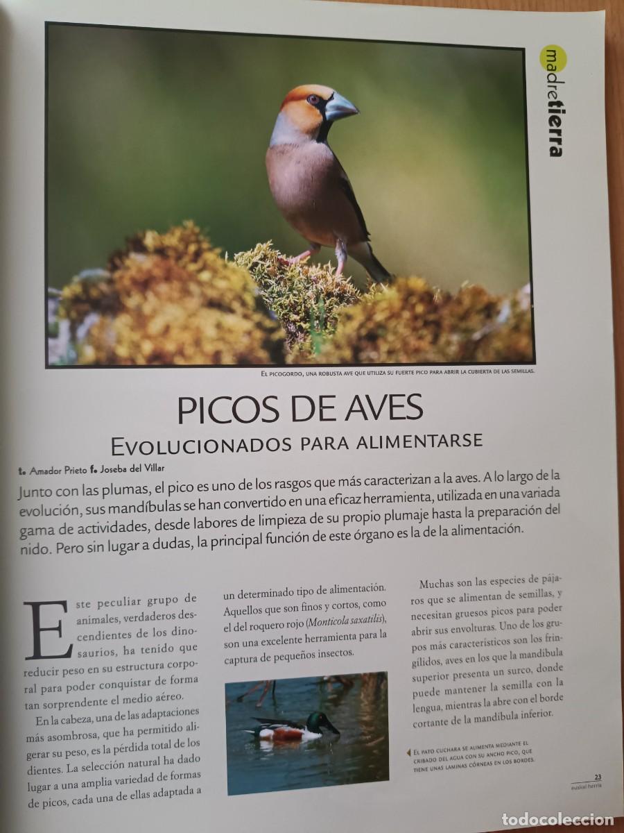Coleccionismo de revistas y peri&oacute;dicos: PICOS DE LAS AVES, EVOLUCIONADOS PARA ALIMENTARSE. 4 PAGS. DE REVISTA EUSKAL HERRIA, 2009