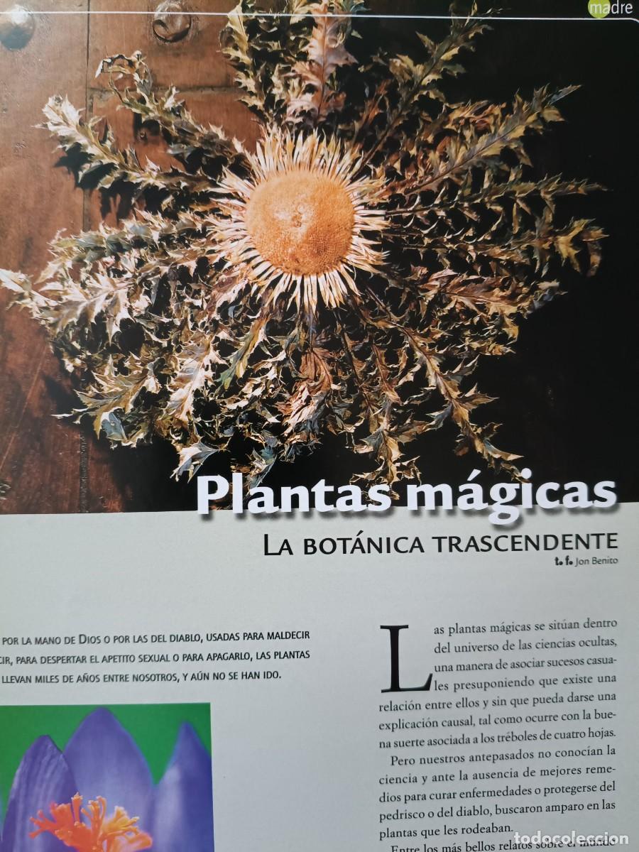 Coleccionismo de revistas y peri&oacute;dicos: PLANTAS MAGICAS. PROTECTORAS ALUCIN&Oacute;GENAS AFRODIS&Iacute;ACAS. 4 PAGS. DE REVISTA EUSKAL HERRIA, 2011