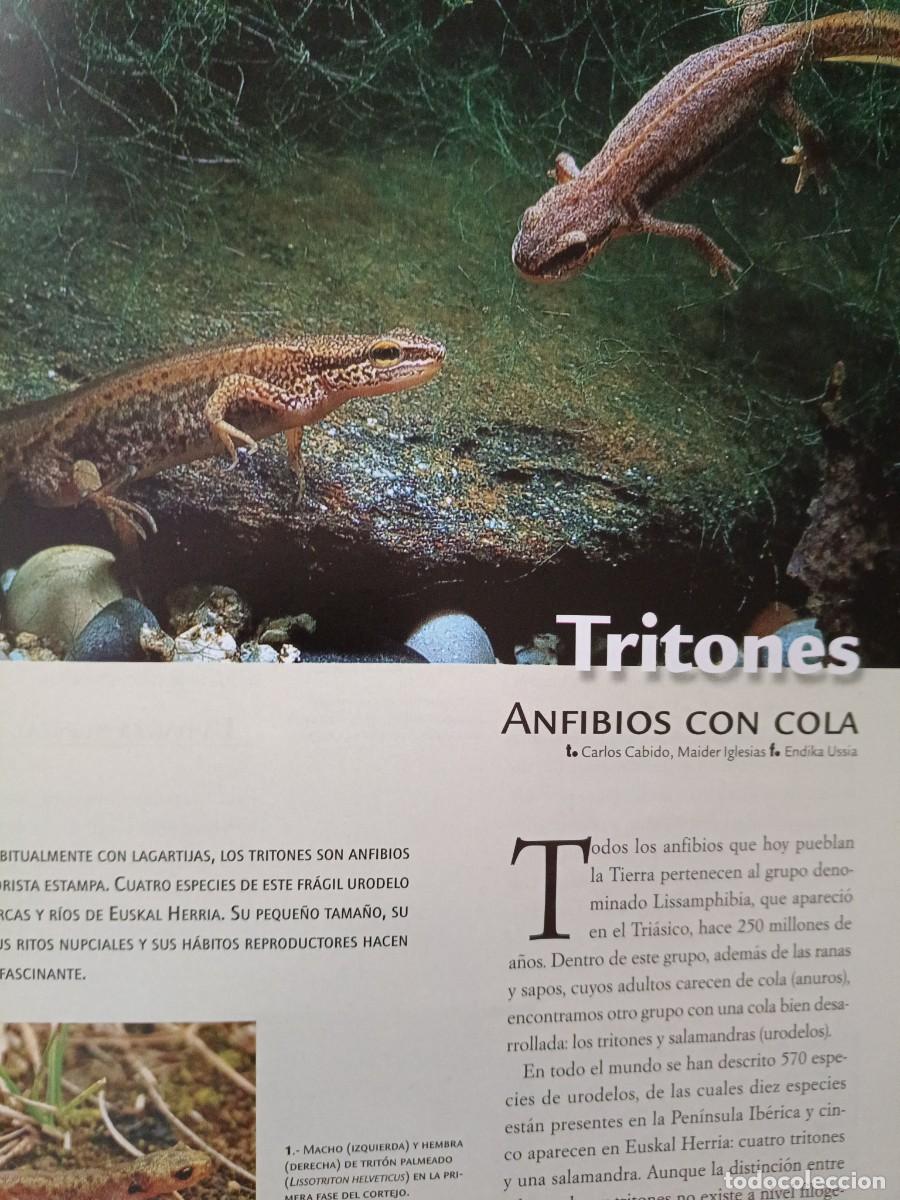 Coleccionismo de revistas y peri&oacute;dicos: TRITONES, ANFIBIOS CON COLA. 4 PAGINAS DE REVISTA EUSKAL HERRIA, 2013