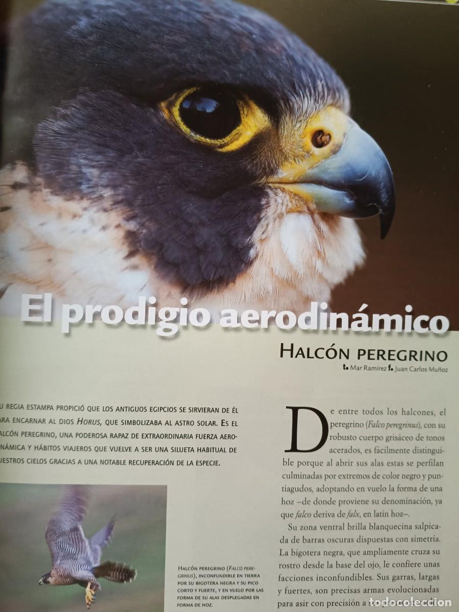 Coleccionismo de revistas y peri&oacute;dicos: HALC&Oacute;N PEREGRINO, PRODIGIO AERODIN&Aacute;MICO. 4 PAGS. DE REVISTA EUSKAL HERRIA, 2013