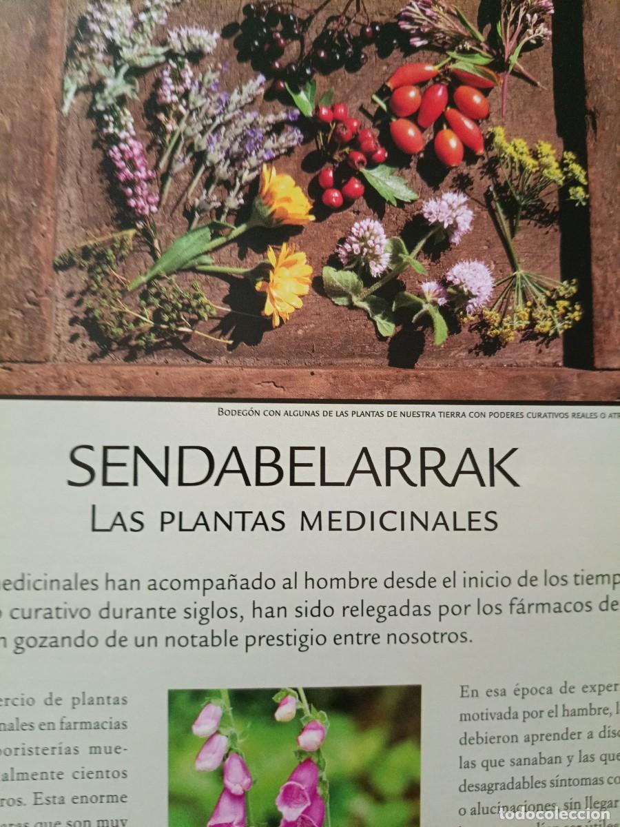Coleccionismo de revistas y peri&oacute;dicos: SENDABELARRAK, LAS PLANTAS MEDICINALES. 4 P&Aacute;GINAS DE EUSKAL HERRIA, 2010