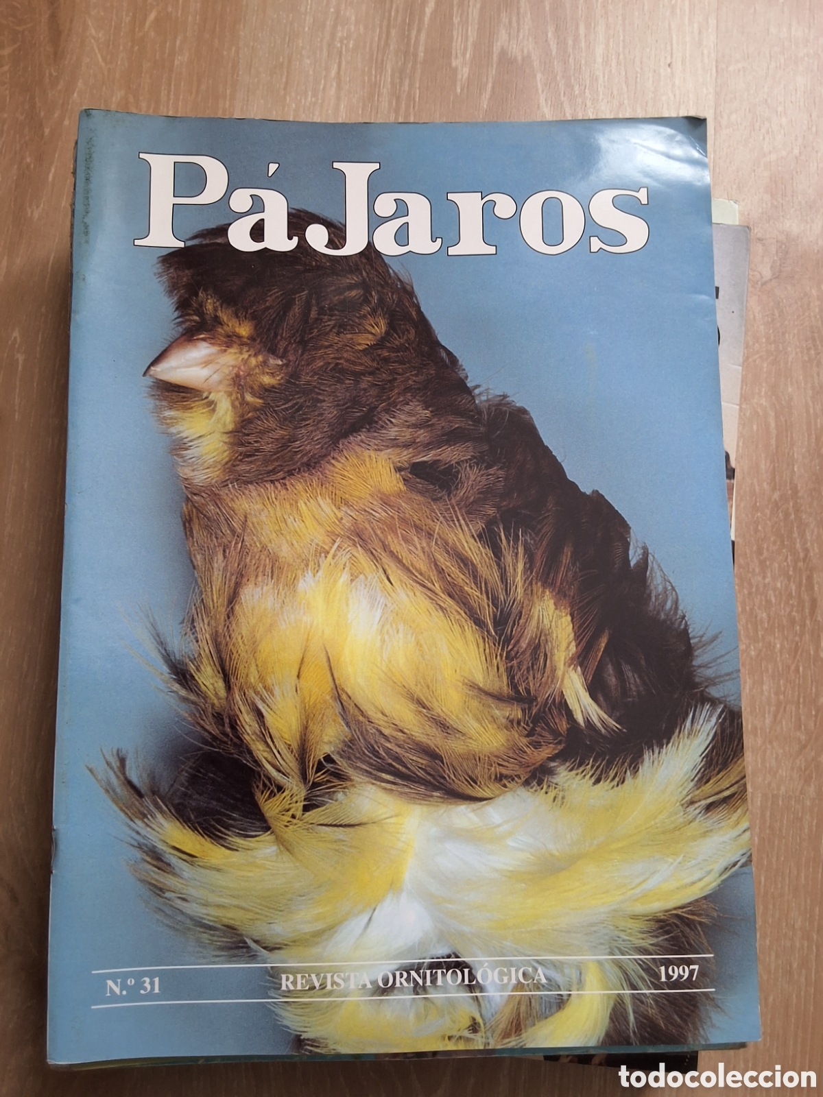 Coleccionismo de revistas y peri&oacute;dicos: Pajaros revista ornitologica n&uacute;mero 31 a&ntilde;o 1997