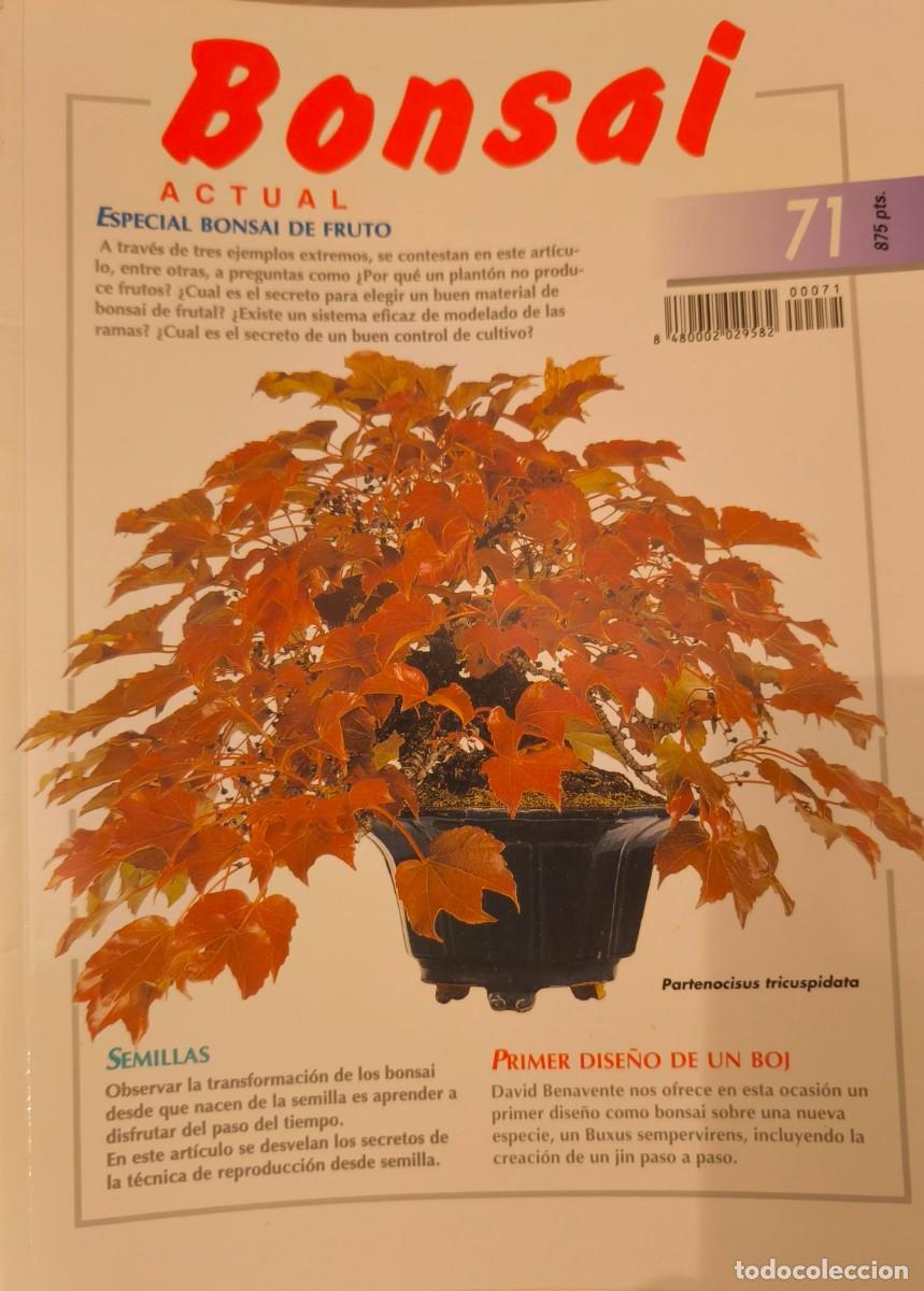 Coleccionismo de revistas y peri&oacute;dicos: 54 revistas de &rdquo;Bonsai actual&rdquo;