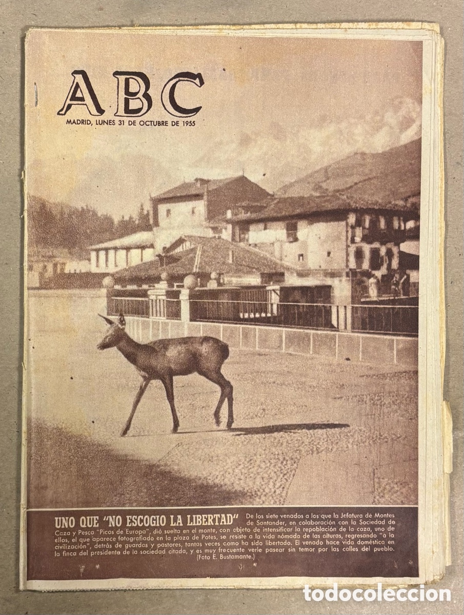 Coleccionismo de revistas y peri&oacute;dicos: ABC (31 OCTUBRE 1955) VENADO EN SANTANDER, REAL MADRID 1-2 CORU&Ntilde;A, HOCKEY ESPA&Ntilde;A VENCE LYON
