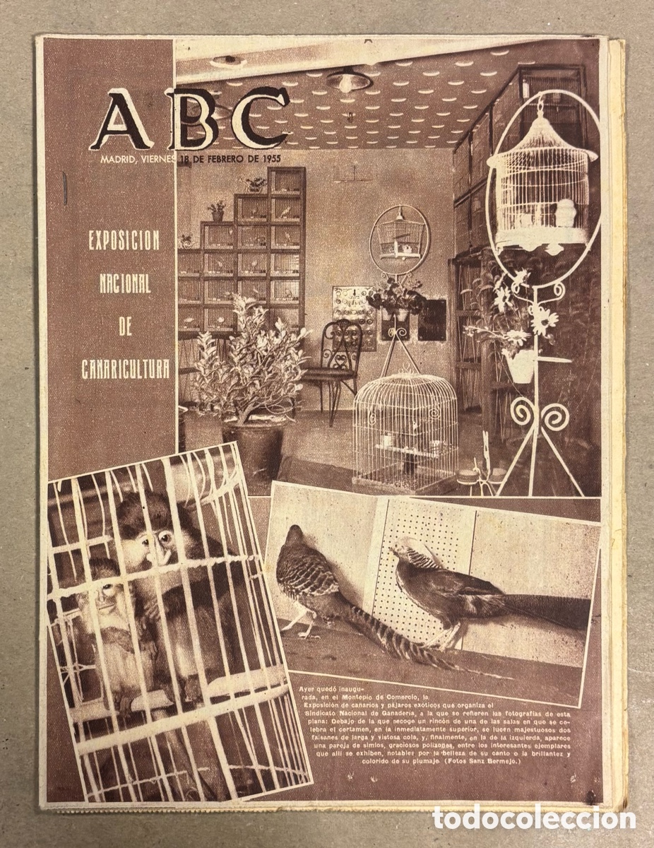 Coleccionismo de revistas y peri&oacute;dicos: ABC (18 FEBRERO 1955) EXPOSICI&Oacute;N NACIONAL DE CANARICULTURA, MONTER&Iacute;A EN LUGAR NUEVO SANTA MAR&Iacute;A DE L