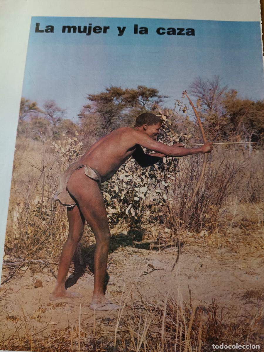 Coleccionismo de revistas y peri&oacute;dicos: LA MUJER Y LA CAZA. LA DIVISI&Oacute;N SEXUAL DEL TRABAJO. 8 P&Aacute;GINAS DE REVISTA MUNDO CIENT&Iacute;FICO, 1980