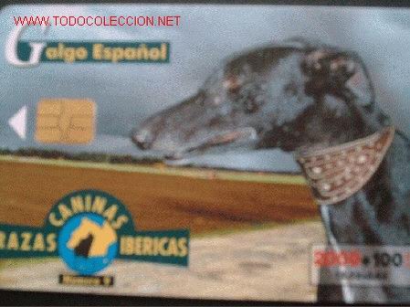 Carte telefoniche di collezione: RAZAS CANINAS: GALGO ESPA&Ntilde;OL