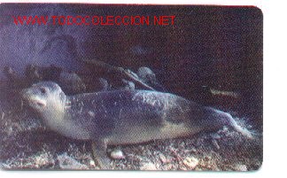 Tarjetas telef&oacute;nicas de colecci&oacute;n: 16-616. Thaekapta. Foca - Foto 1