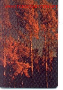 Tarjetas telef&oacute;nicas de colecci&oacute;n: 16-687. Hoja y Bosque - Foto 1