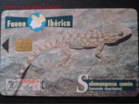 Carte telefoniche di collezione: FAUNA IBERICA:SALAMANQUESA COMUN