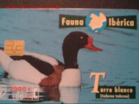 Tarjetas telef&oacute;nicas de colecci&oacute;n: FAUNA IBERICA: TARRO BLANCO - Foto 1