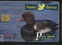 Carte telefoniche di collezione: tarjeta telef&oacute;nica - fauna ib&eacute;rica ( pato colorado )