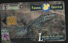 Carte telefoniche di collezione: tarjeta telef&oacute;nica - fauna ib&eacute;rica (lagartija de las pitiusas)