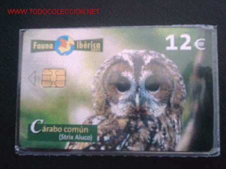 Cart&otilde;es de telefone de cole&ccedil;&atilde;o: ESPA&Ntilde;A 2005. FAUNA IBERICA: CARABO COMUN