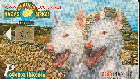 Cartes T&eacute;l&eacute;phoniques de collection: PODENCO IBICENCO. RAZAS CANINAS IBERICAS. TARJETA TELEFONICA