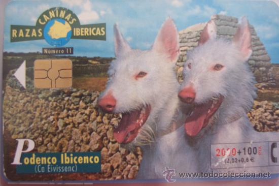 Tarjetas telef&oacute;nicas de colecci&oacute;n: TARJETA TELEFONICA-RAZAS CANINAS-PODENCO IBICENCO