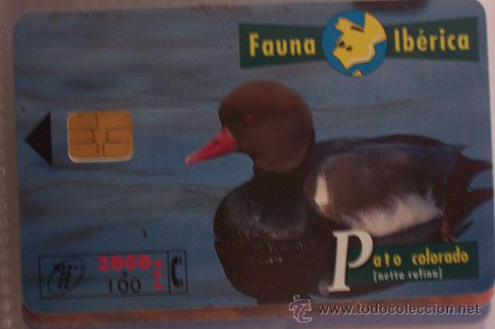 Sammlung von Telefonkarten: TARJETA TELEFONICA-FAUNA IBERICA-pato colorado