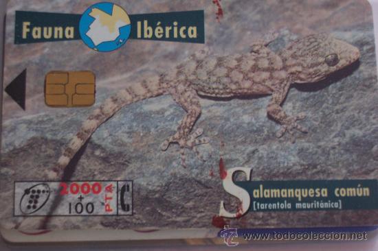 Sammlung von Telefonkarten: TARJETA TELEFONICA-FAUNA IBERICA-salamanquesa