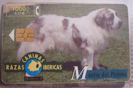 Sammlung von Telefonkarten: TARJETA TELEFONICA-razas caninas-mastin
