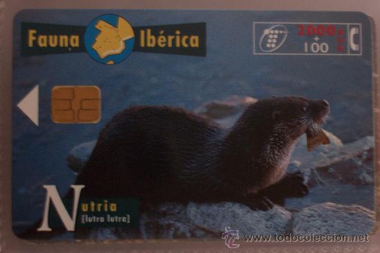 Sammlung von Telefonkarten: TARJETA TELEFONICA-fauna iberica-nutria