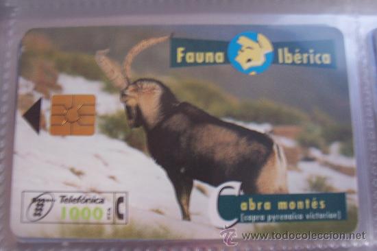 Sammlung von Telefonkarten: TARJETA TELEFONICA-fauna iberica-cabra montes