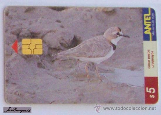 Cartes T&eacute;l&eacute;phoniques de collection: TC 76a  bird, oiseaux, ave del URUGUAY, CHORLITO DE COLLAR, CHARANDRIUS COLLARIS