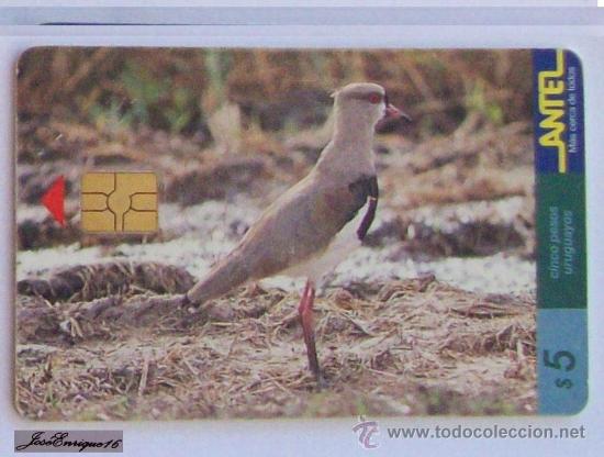 Carte telefoniche di collezione: TC 79a  bird, oiseaux, ave del URUGUAY, TERO VANELLUS CHILENSIS