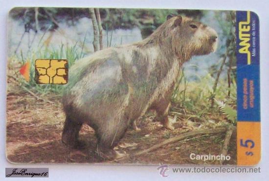 Carte telefoniche di collezione: TC 90a HYDROCHOERUS HYDROCHAERIN - CARPINCHO - URUGUAY ANTEL - capybara