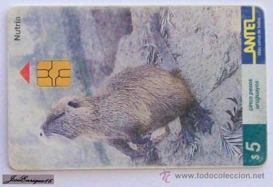 Carte telefoniche di collezione: TC 93a NUTRIA, MYOCASTOR COYPUS, URUGUAY - ANTEL - OTTER