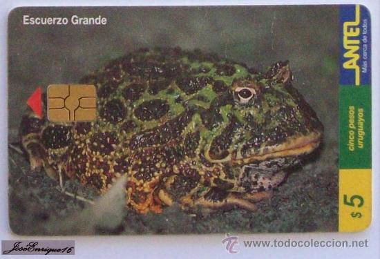 Cartes T&eacute;l&eacute;phoniques de collection: TC 98a SAPO ESCUERZO GRANDE, CERATOPHRYS ORNATA - URUGUAY, ANTEL.