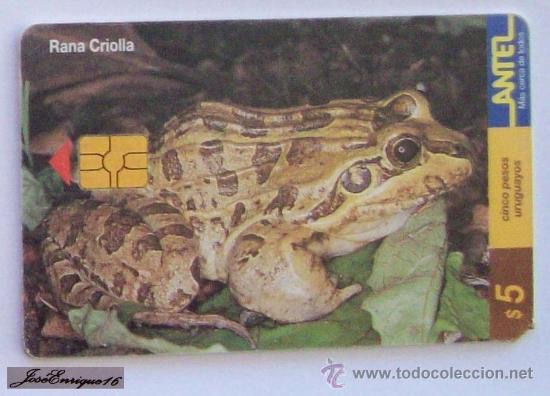 Cartes T&eacute;l&eacute;phoniques de collection: TC 99a RANA CRIOLLA, LEPTODACTYLUS OCELLATUS