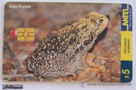 Collection telephone cards: TC 101a SAPO CURURU, BUFO PARACNEMIS, ANTEL, URUGUAY.