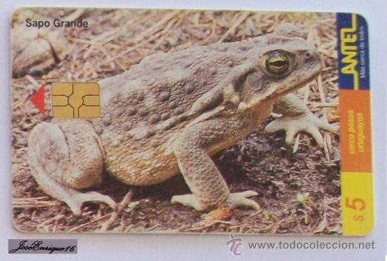 Collection telephone cards: TC 102a SAPO GRANDE, BUFO ARENARUM, URUGUAY, ANTEL.
