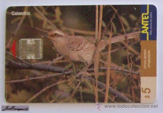 Collection telephone cards: TC 103a CALANDRIA, MIMUS SATURNINUS. URUGUAY, ANTEL