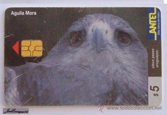 Collection telephone cards: TC 108a AGUILA MORA, GERANOAETUS MELANOLEUCUS. URUGUAY, ANTEL. - Eagle - Aigle