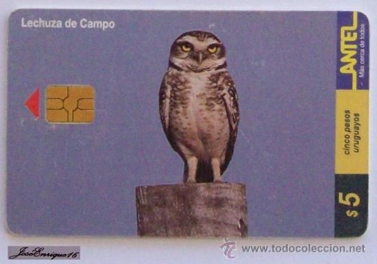 Cartes T&eacute;l&eacute;phoniques de collection: TC 112a LECHUZA DE CAMPO, SPEOTYTO CUNICULARI. ANTEL, URUGUAY - FIELD OWL - CHAMP OWL.